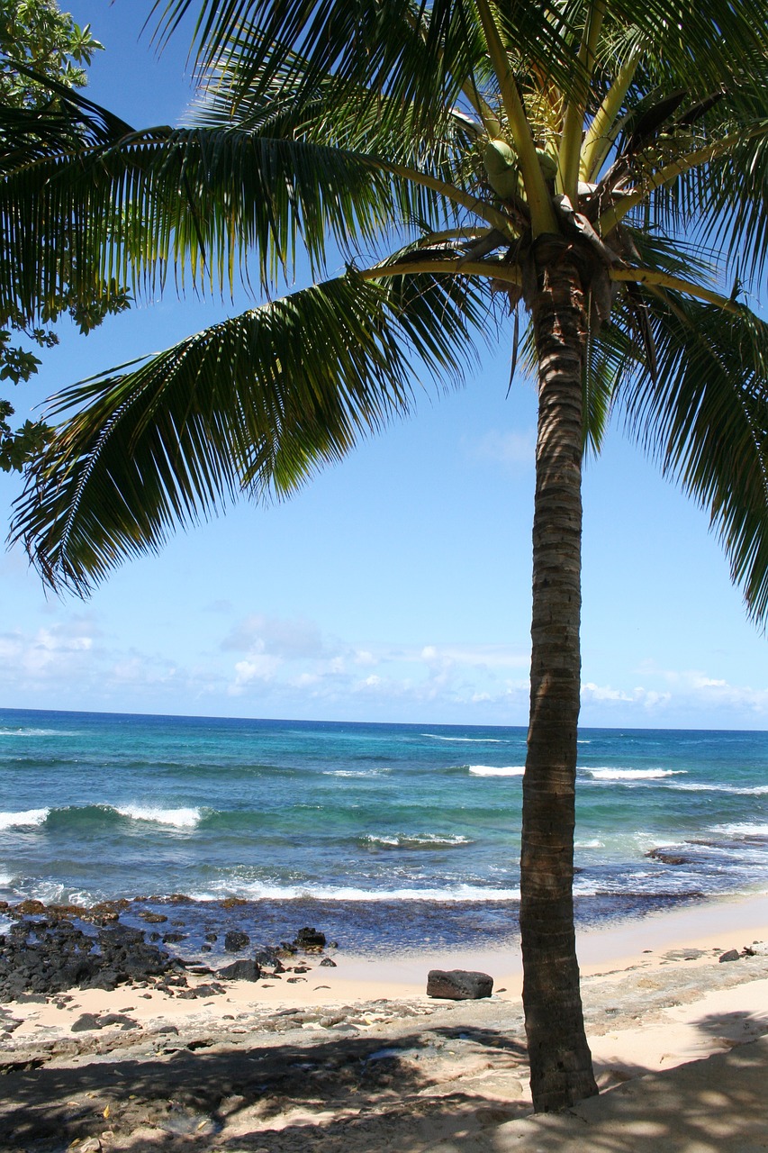 hawaii kauai palm tree free photo