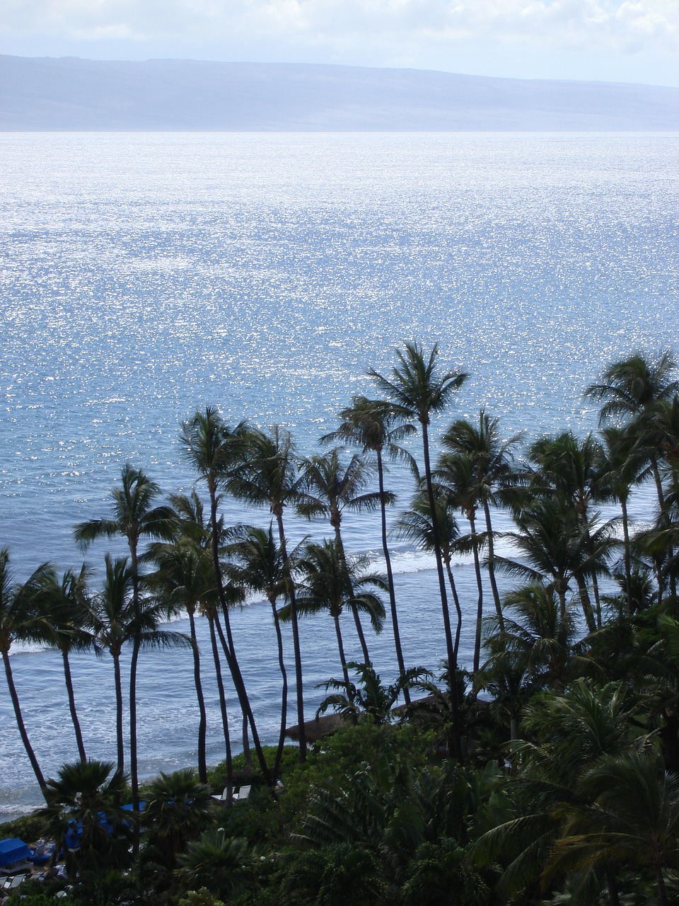 hawaii palm trees beach free photo