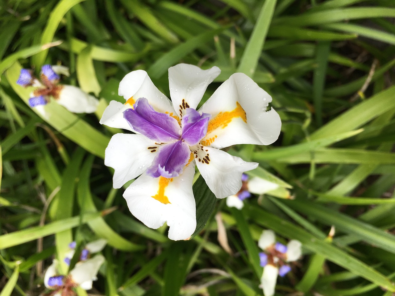 hawaii plumeria tropical free photo