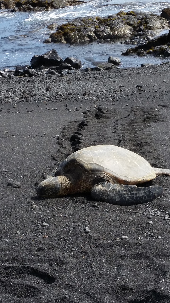 hawaii sea turtle black sand free photo