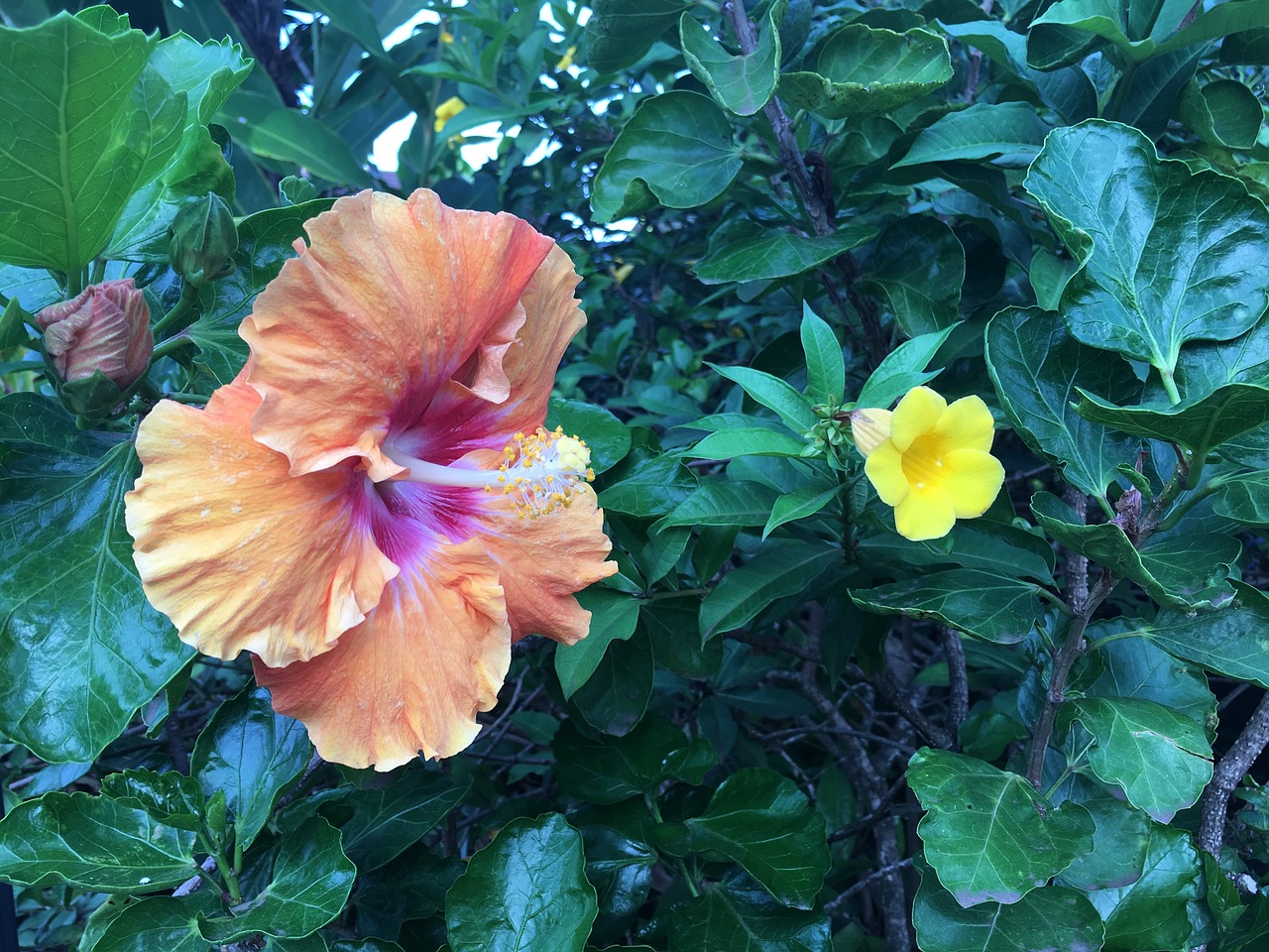 hawaii hibiscus flower free photo