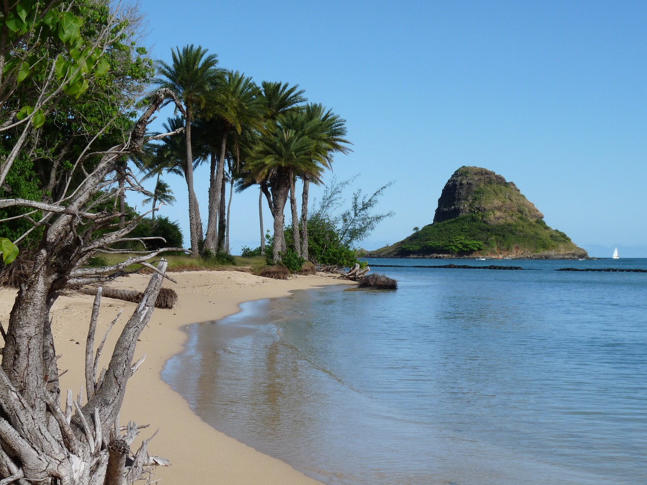 hawaii beach coast free photo