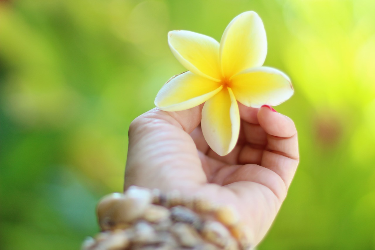 hawaii plumeria tropical free photo