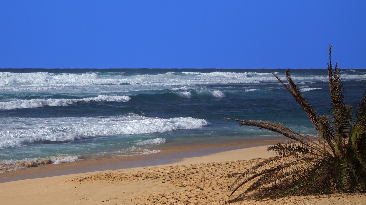 hawaii beach ocean free photo
