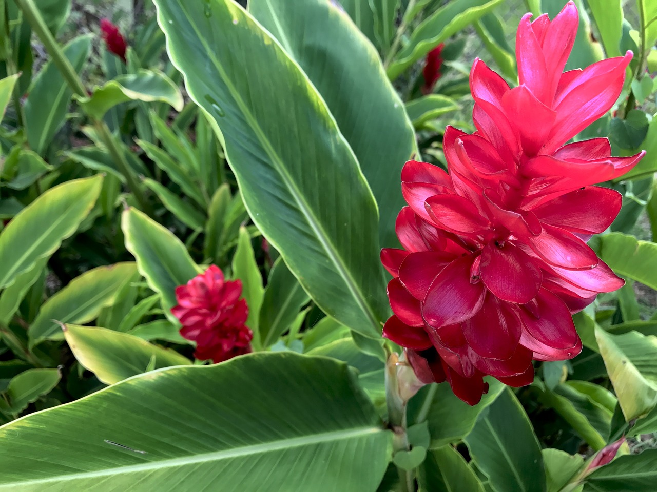 hawaii torch ginger free photo