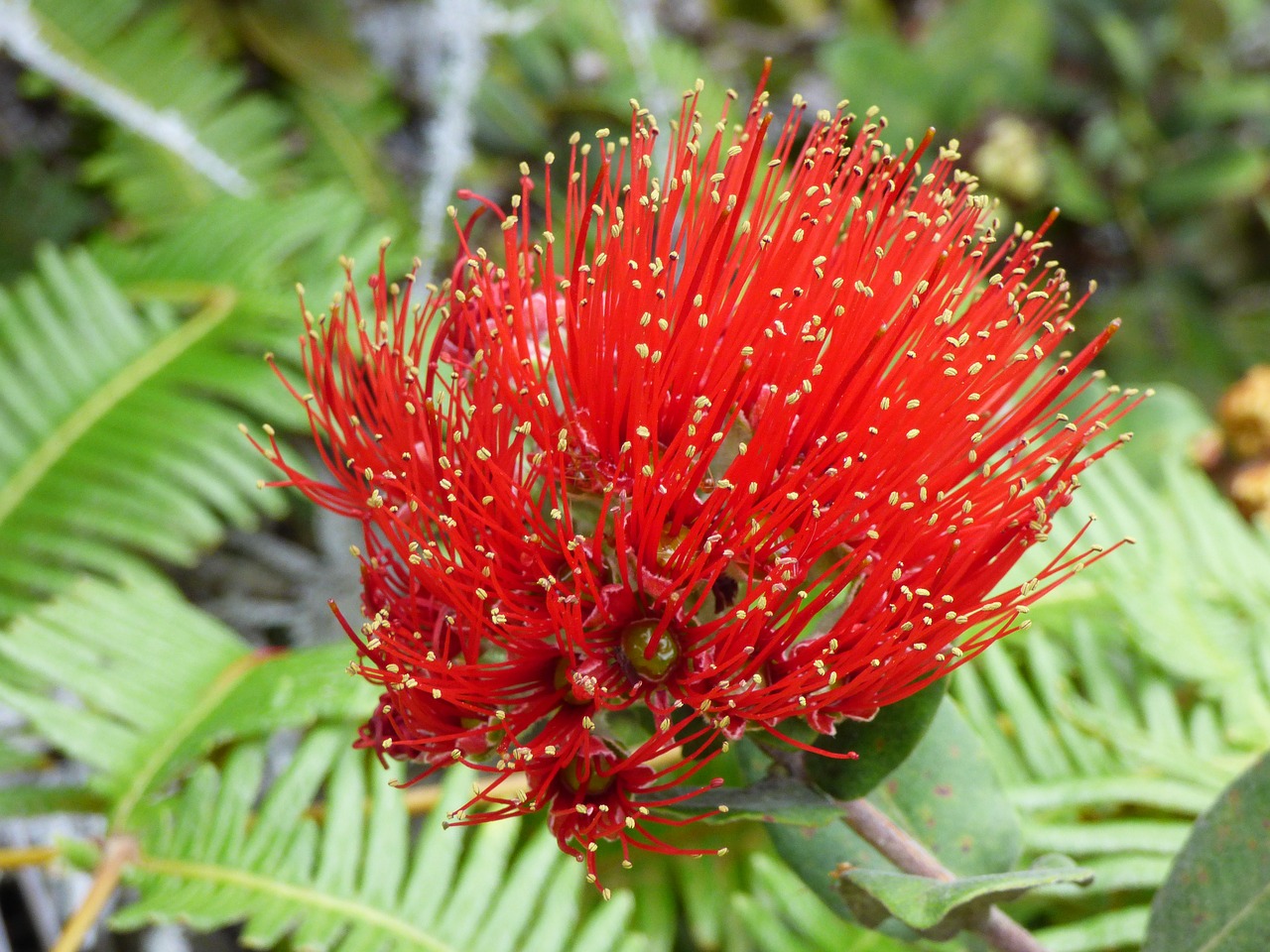 hawaii plant lehua free photo