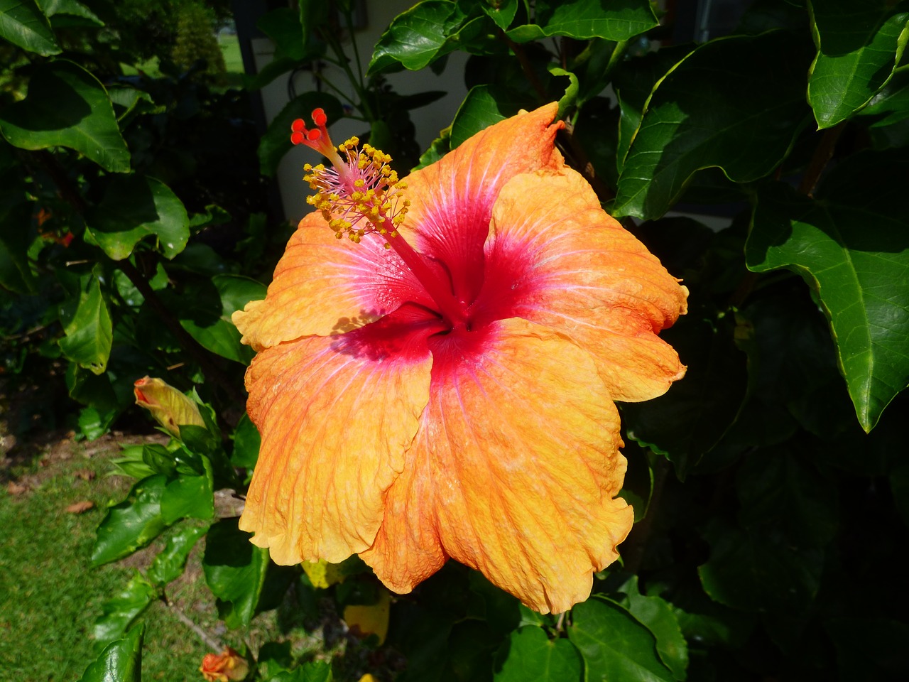 hawaii plant hibiscus free photo