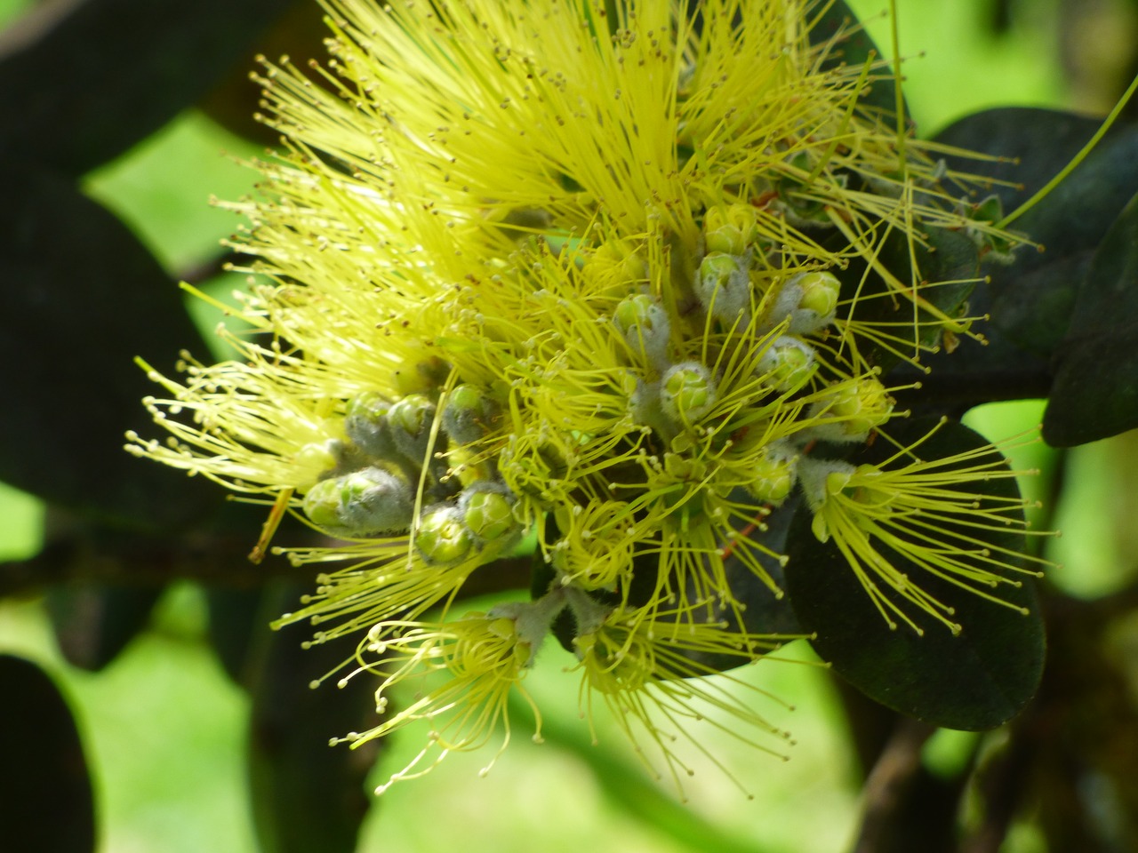 hawaii plant lehua free photo