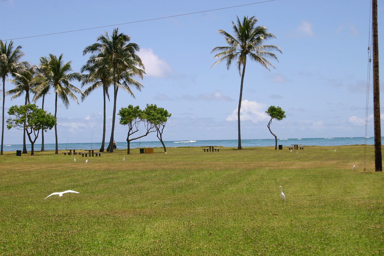 hawaii beach palm trees free photo