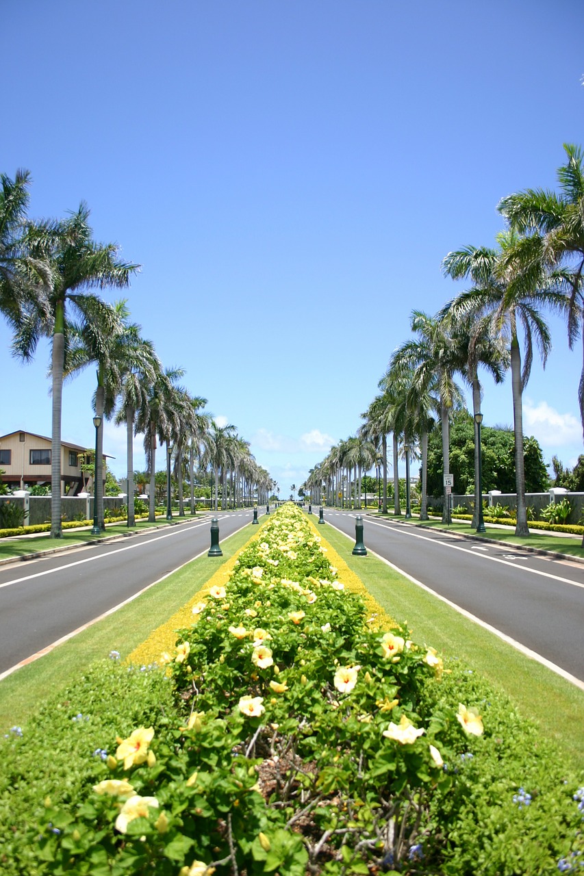 hawaii avenue palm trees free photo