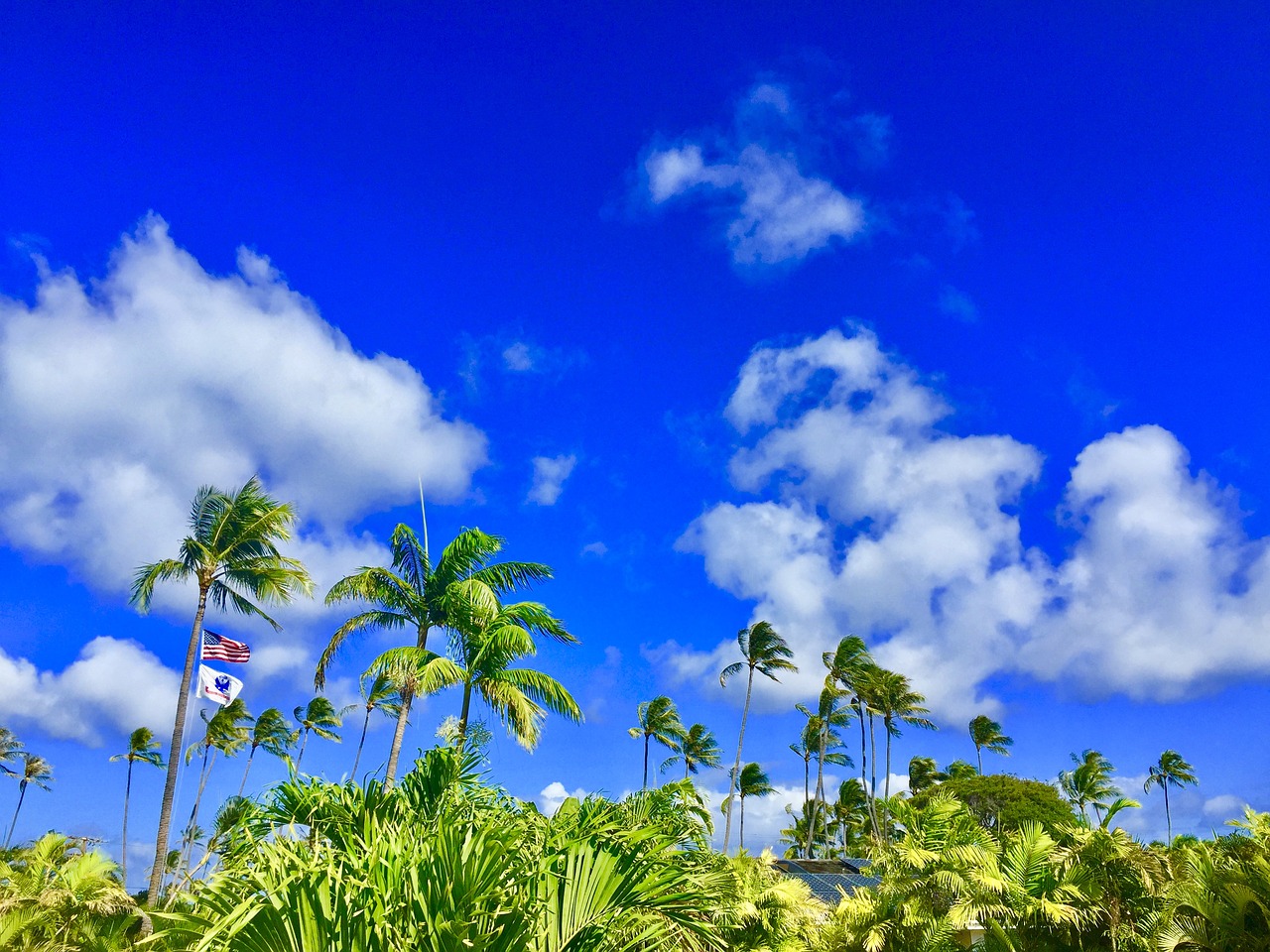 hawaii aloha palmtree free photo