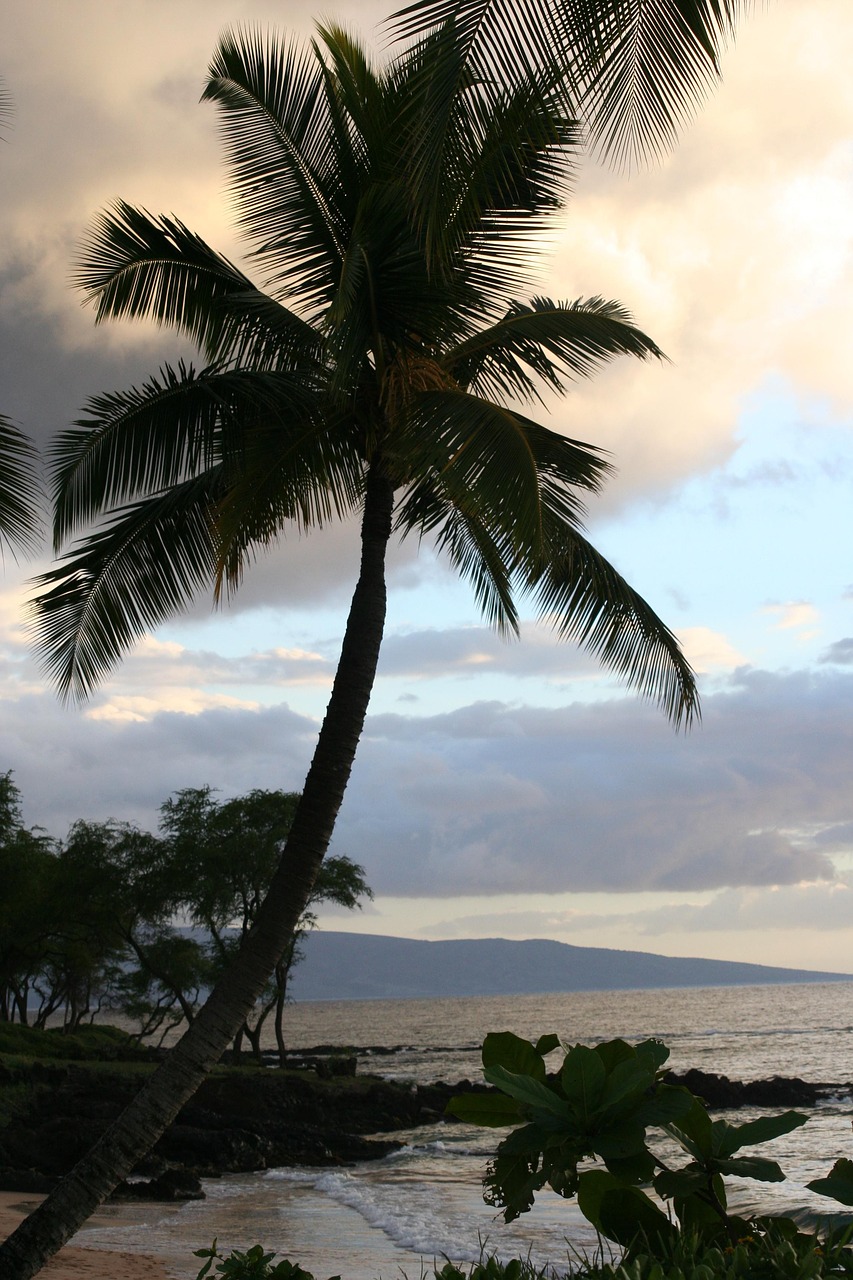 hawaii beach water free photo