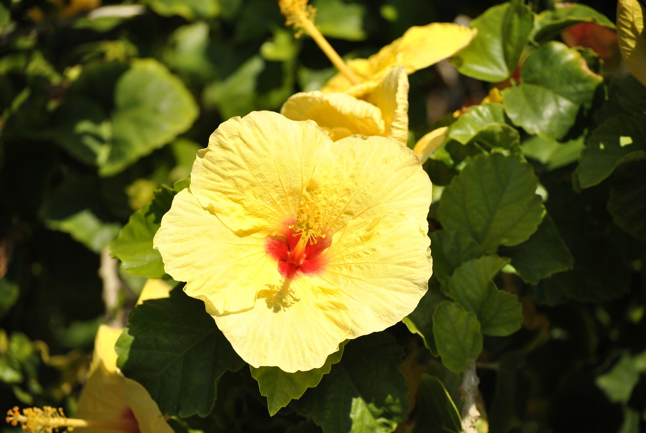 hawaii flower tropical free photo