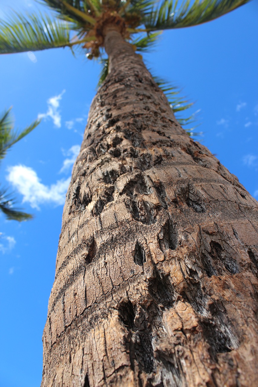 hawaii palm tree tropical free photo
