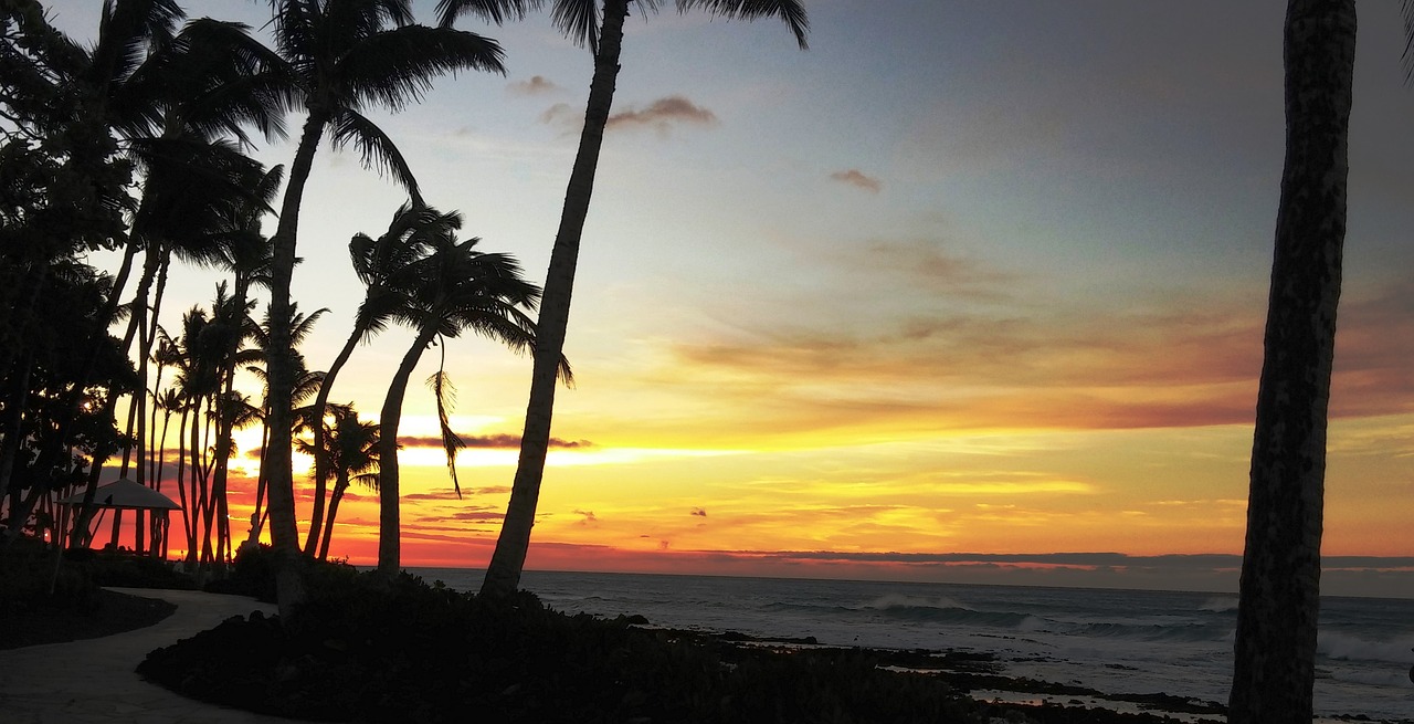 hawaii sunset palm trees free photo