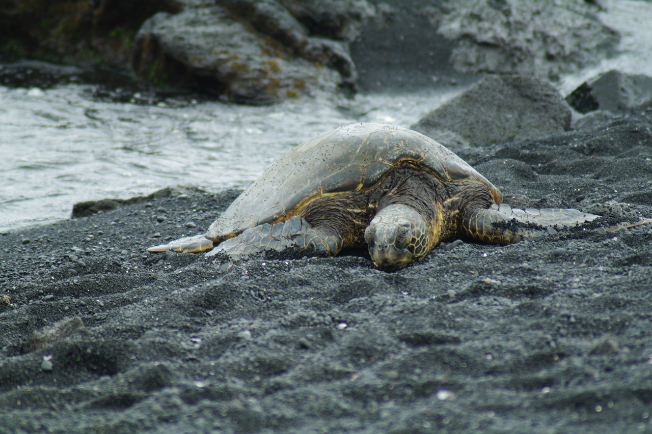 hawaii  turtle  the sea is for free photo