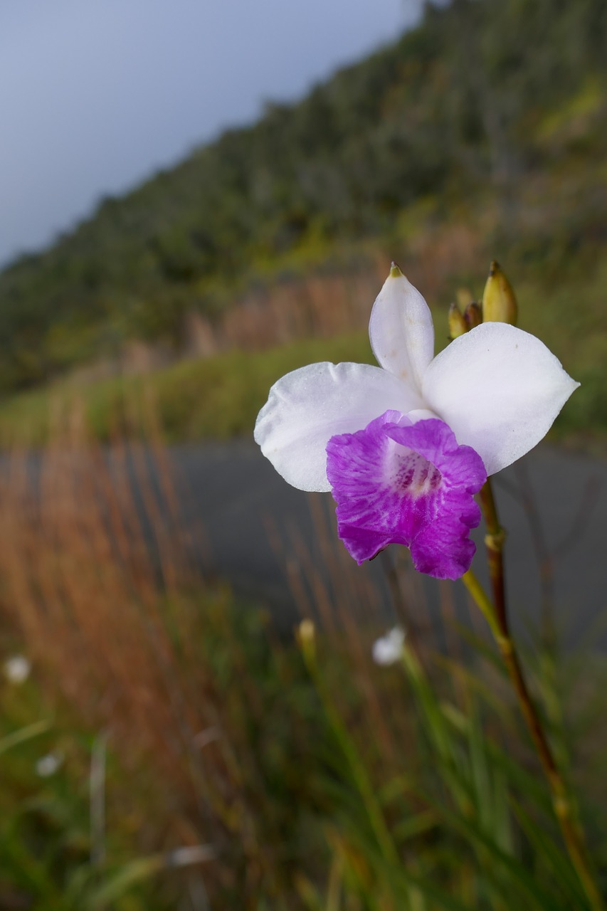 hawaii  flower  orchid free photo