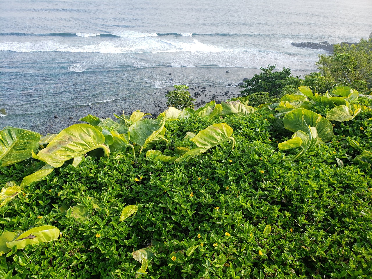 hawaii  water  scenic free photo