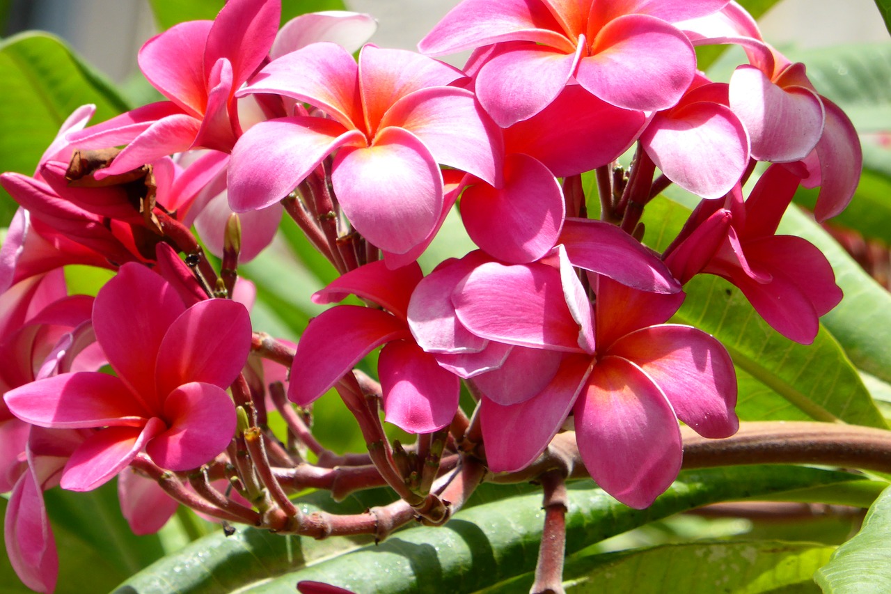 hawaii  frangipani  flowers free photo