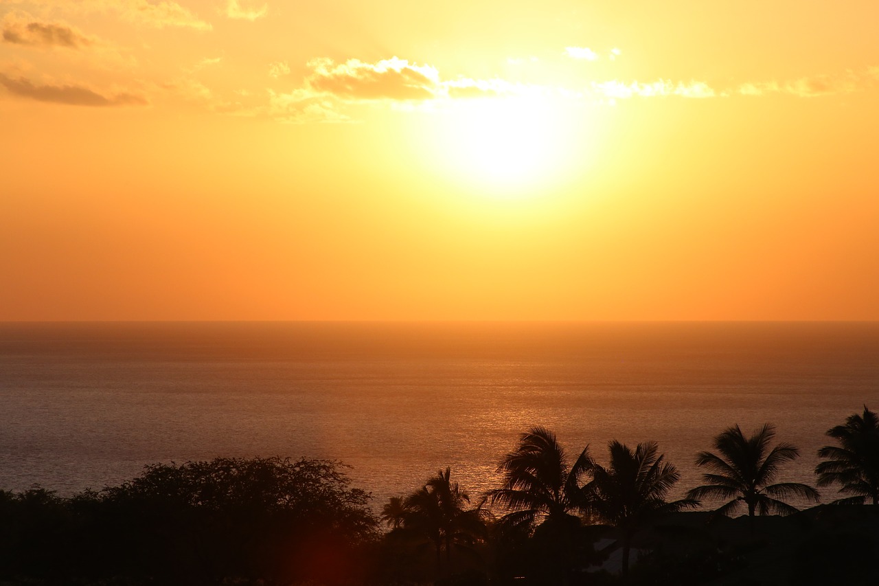 hawaii  palm  sunset free photo