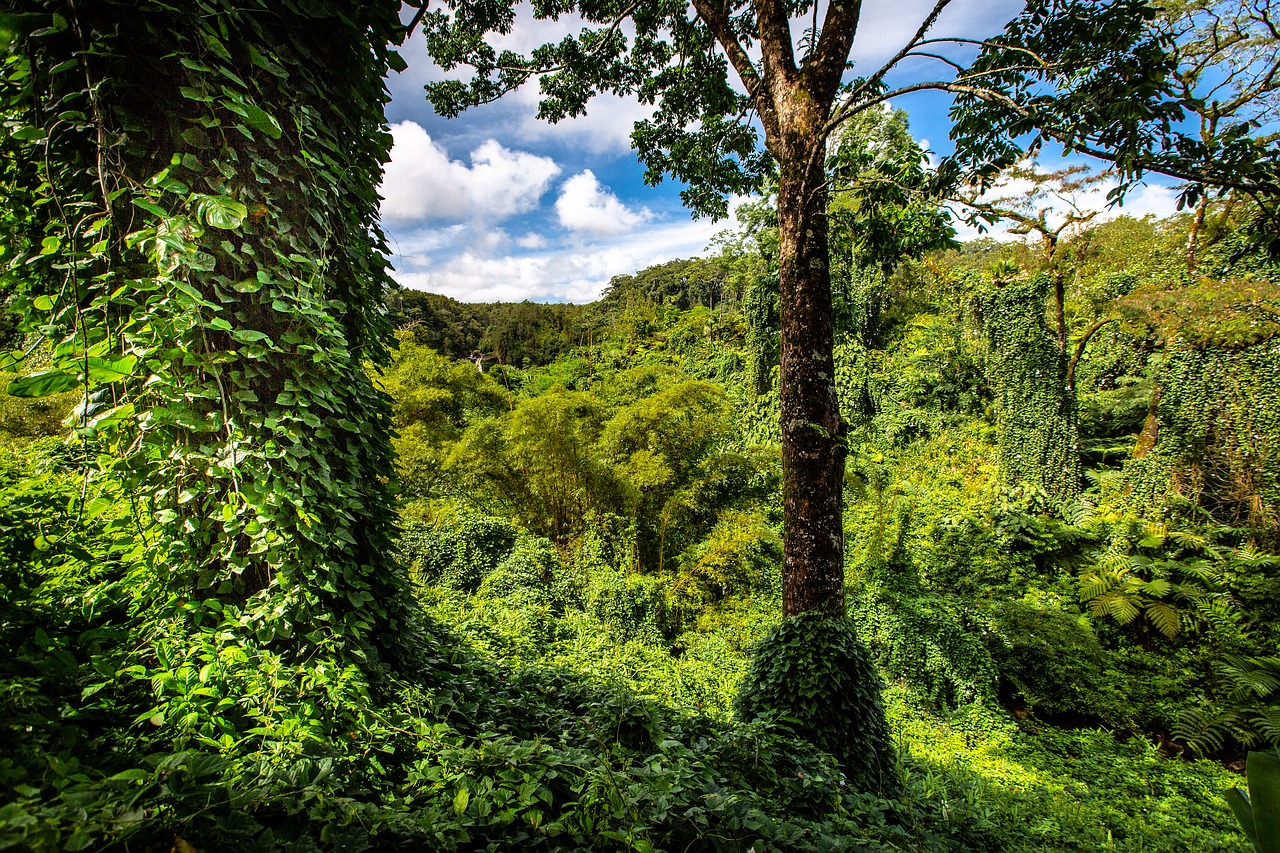 hawaii  palm trees  foliage free photo