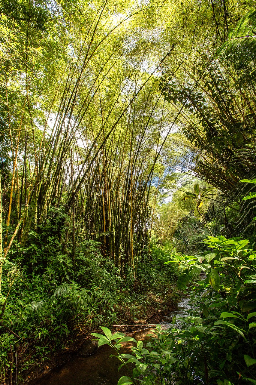 hawaii  palm trees  foliage free photo