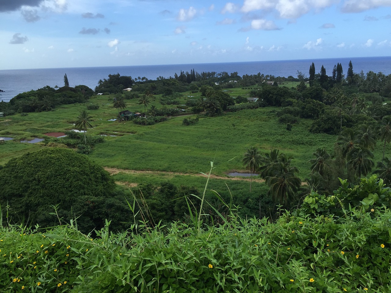 hawaii  grass  helicopter free photo