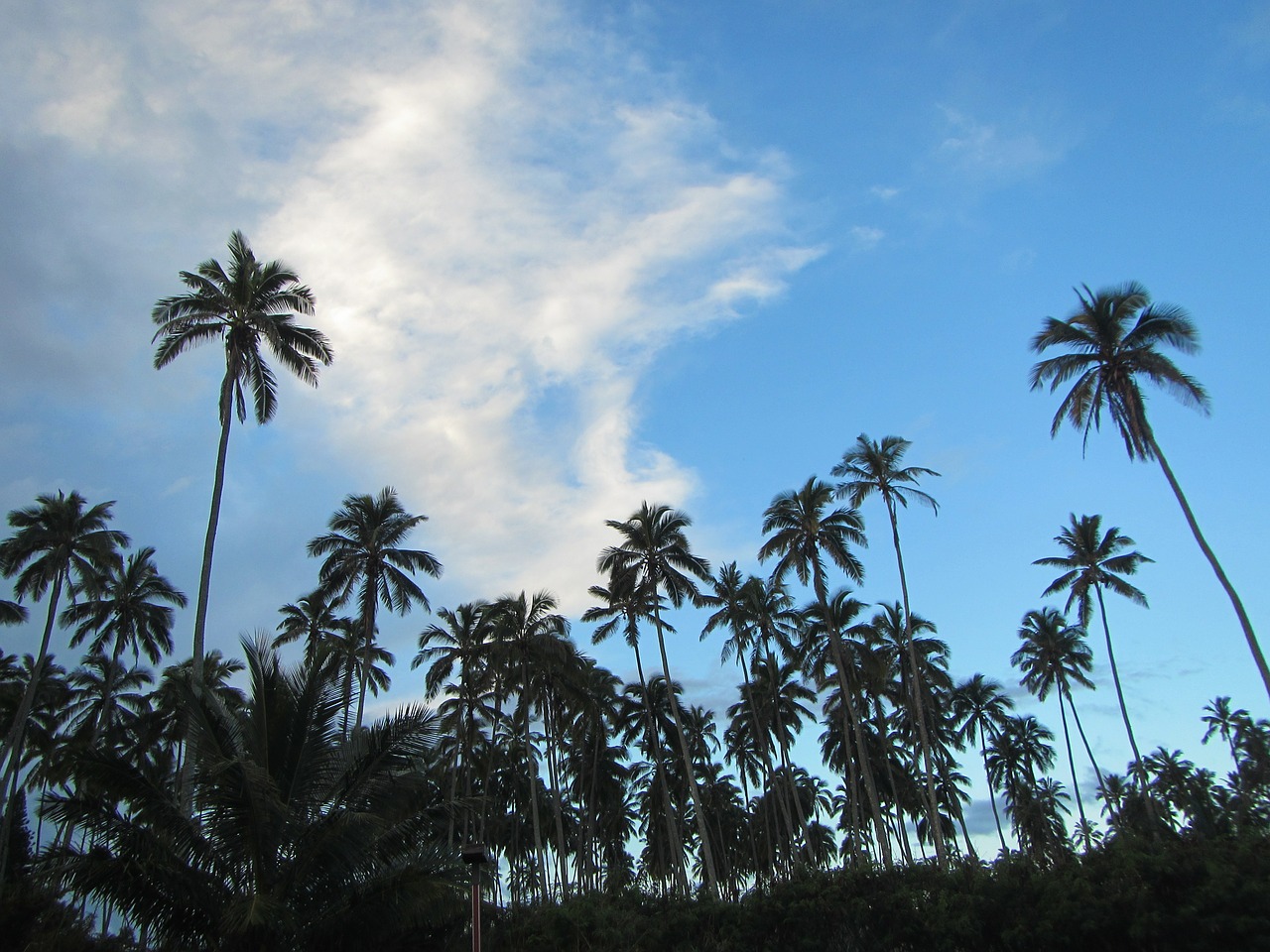 hawaii coconut trees coconut free photo