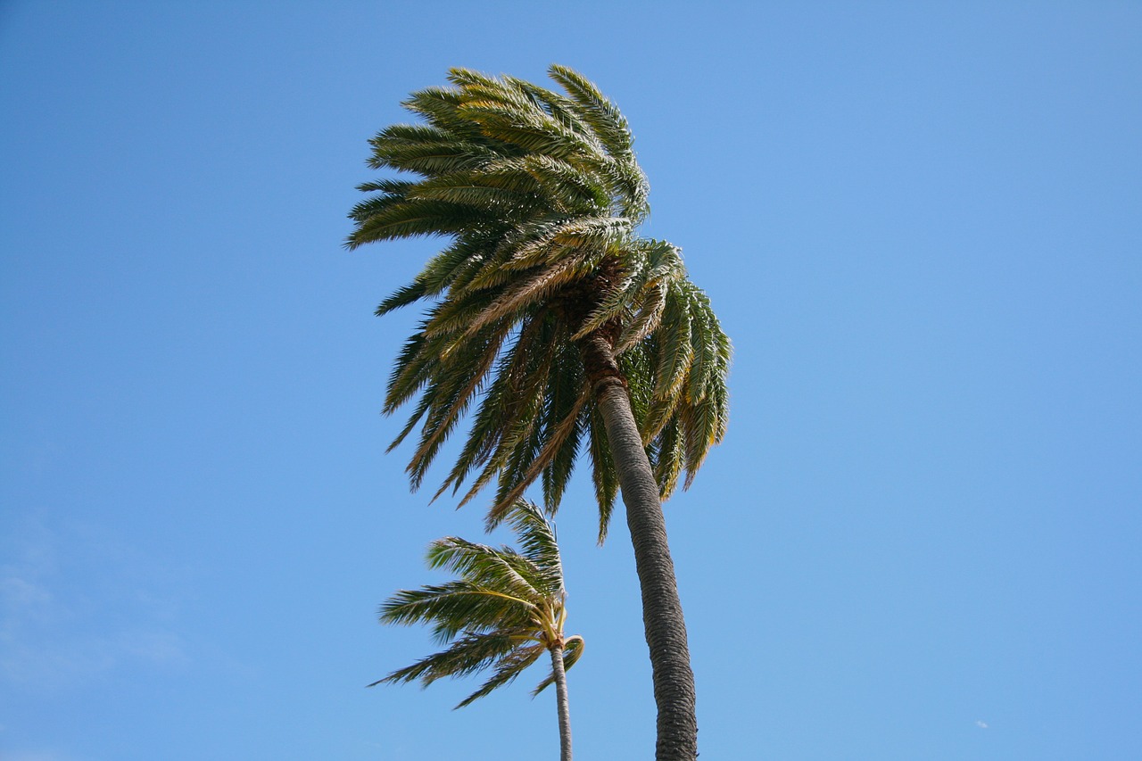 hawaii palm wind free photo