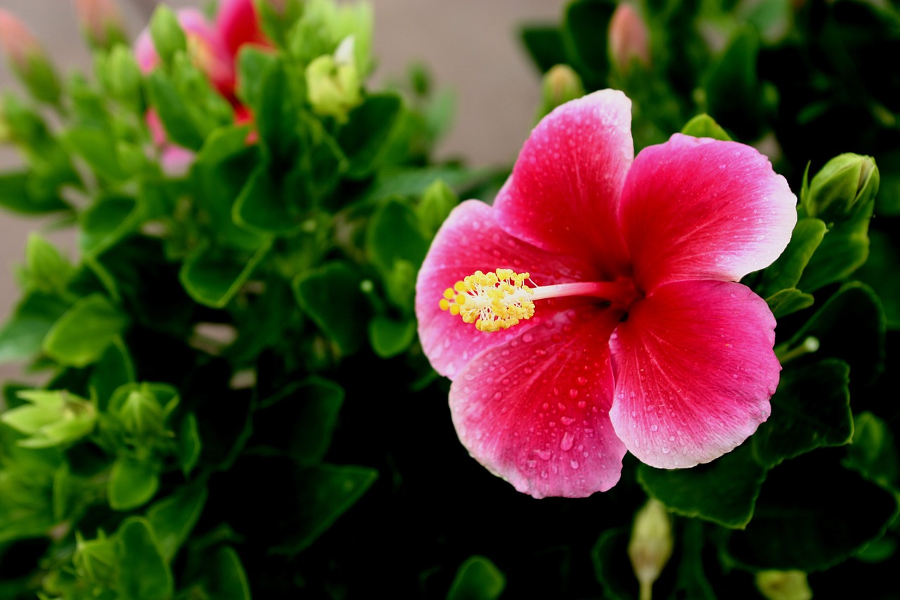 hawaii flower hibiscus free photo