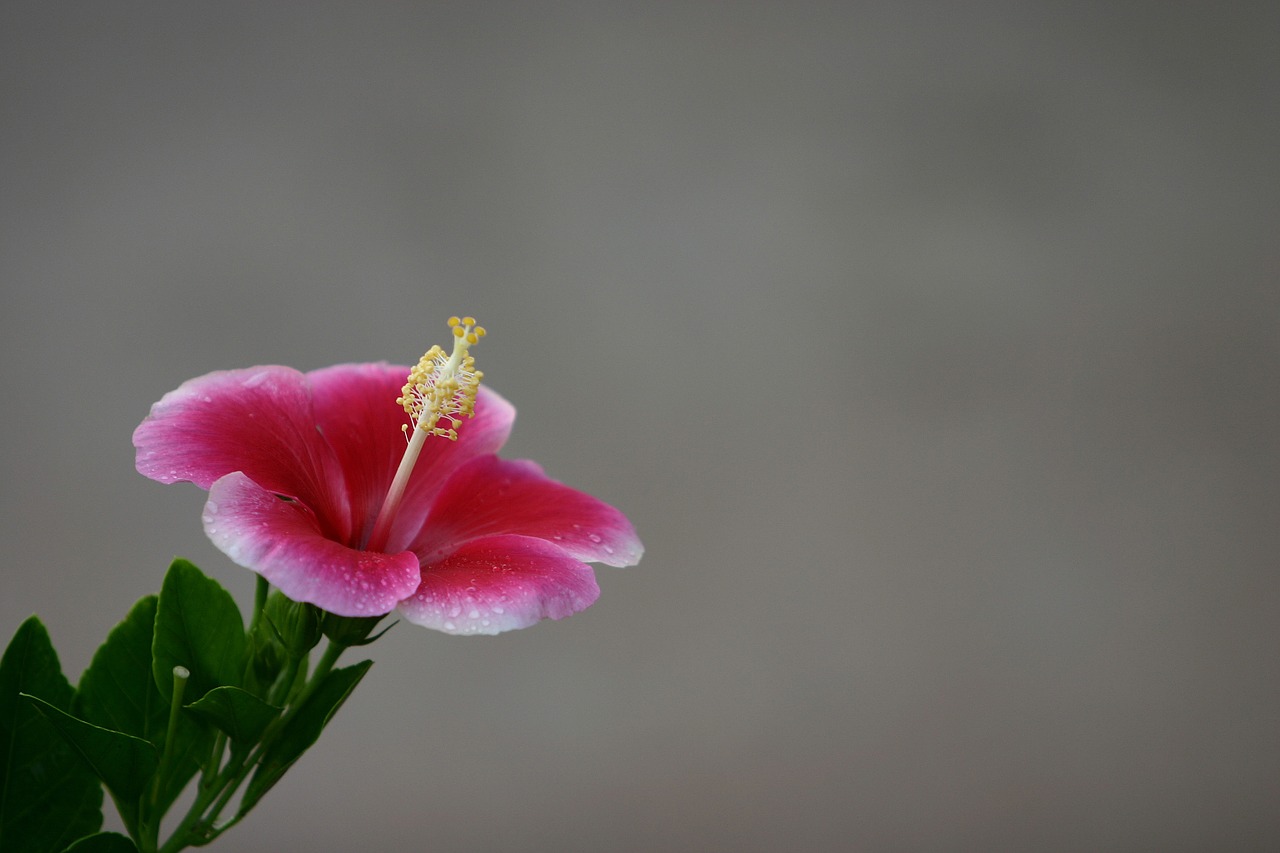 hawaii flower hibiscus free photo