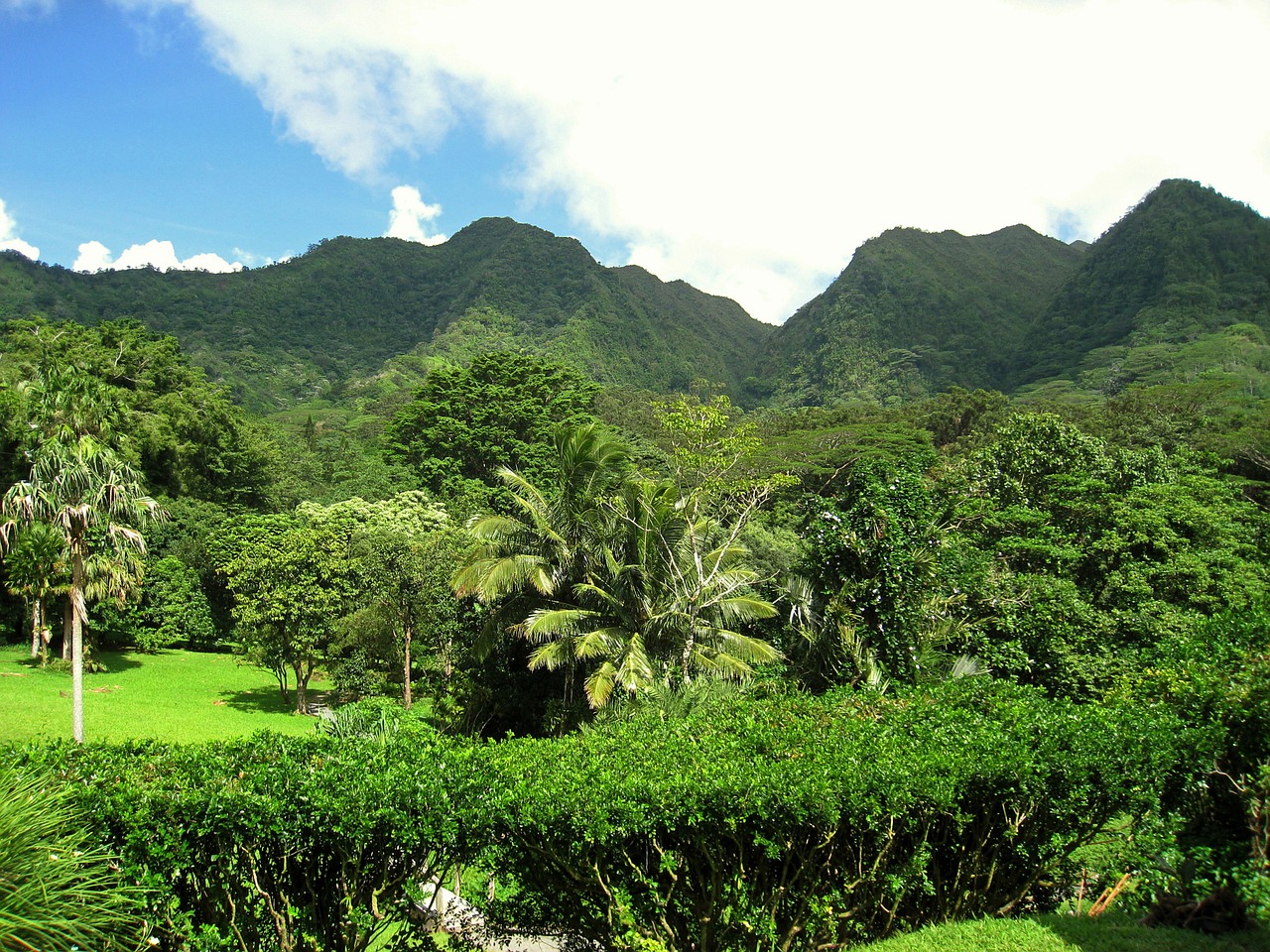 hawaii hills tree free photo