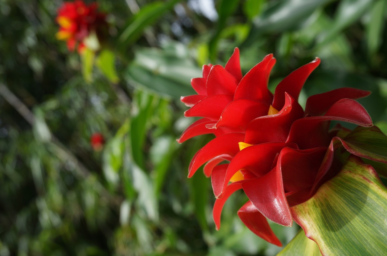 hawaii flower tropical free photo