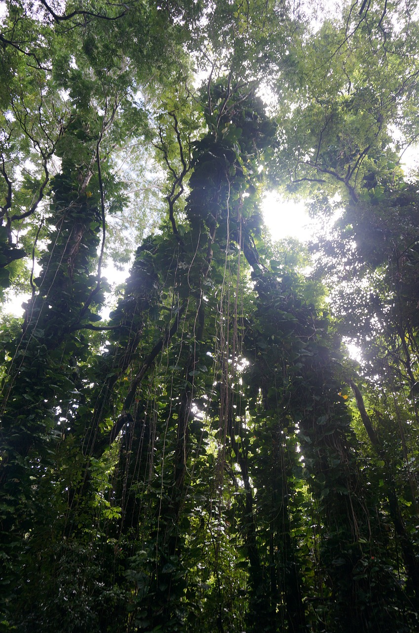 hawaii tropical rainforest free photo