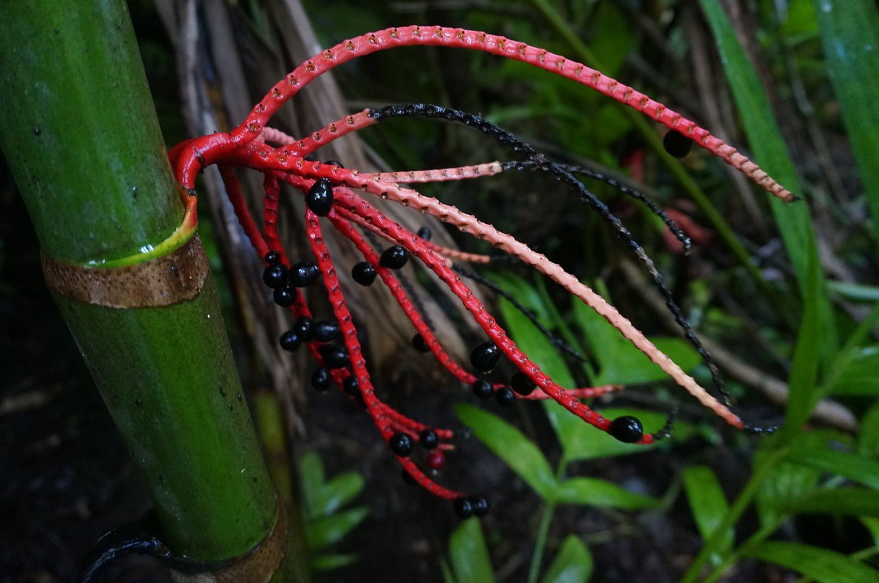 hawaii flower tropical free photo