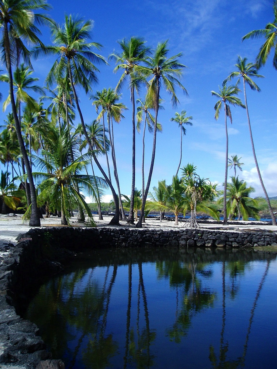 hawaii palms palm trees free photo