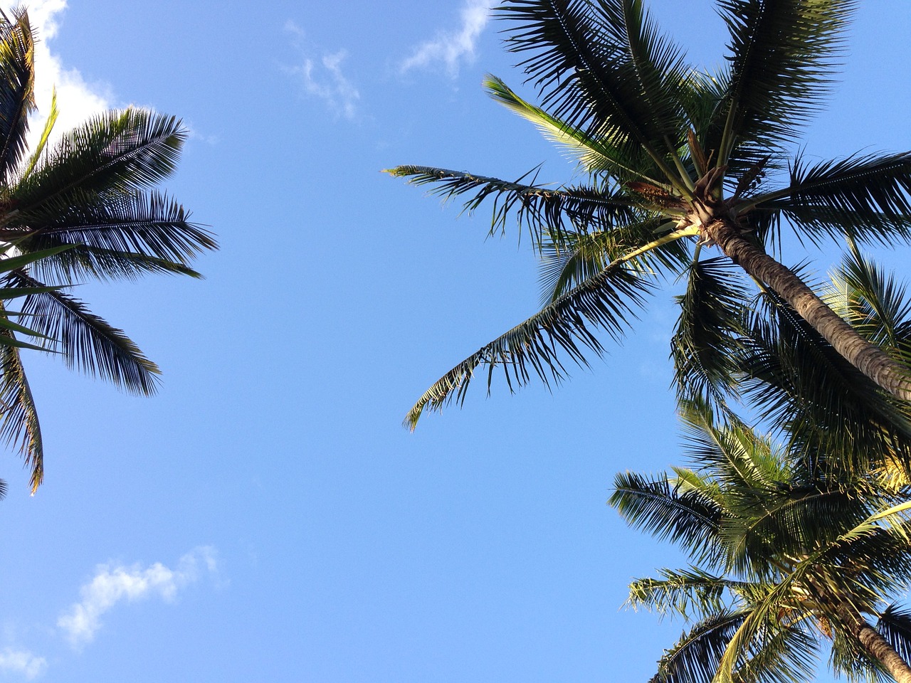 hawaii palm tree free photo