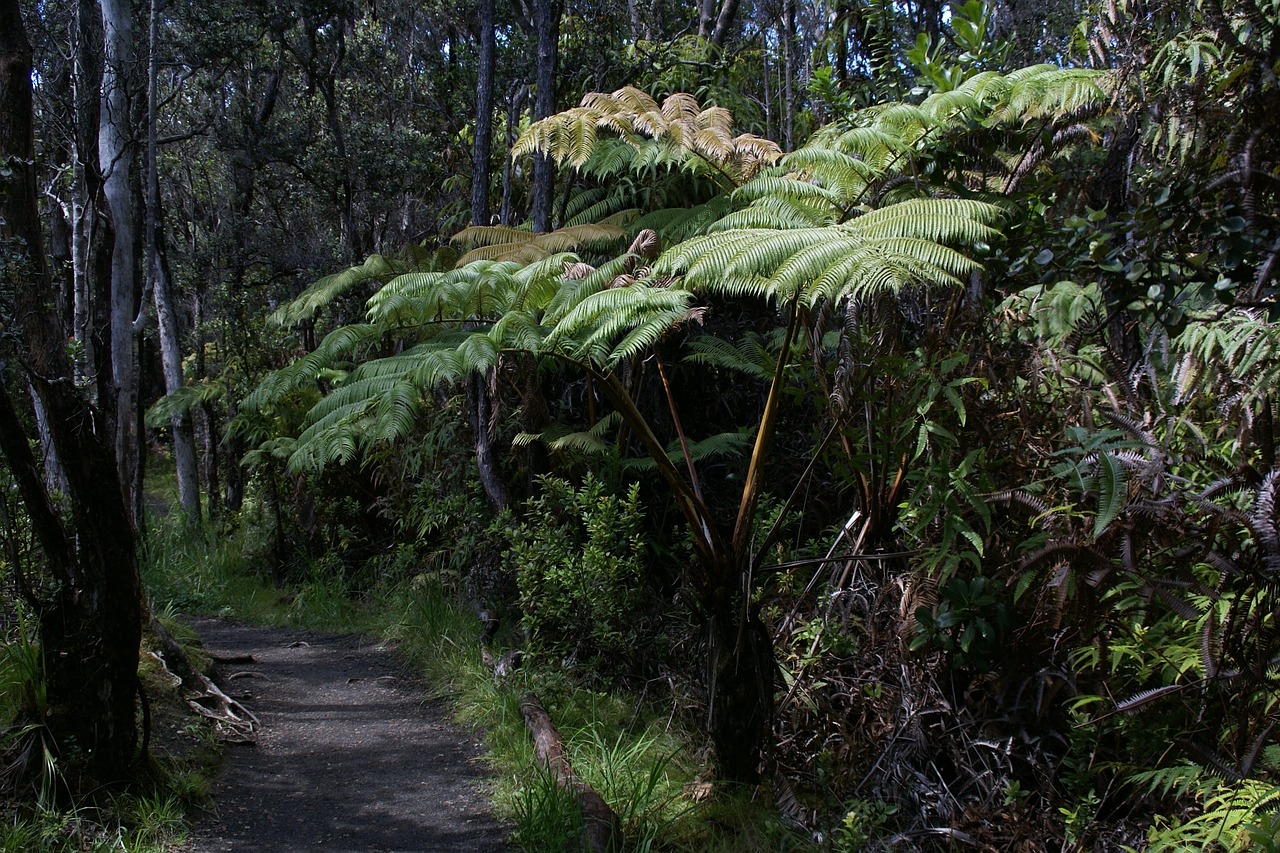 hawaii iki lookout trail volcanoes national park free photo