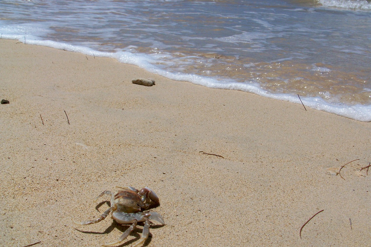 hawaii sea crab free photo