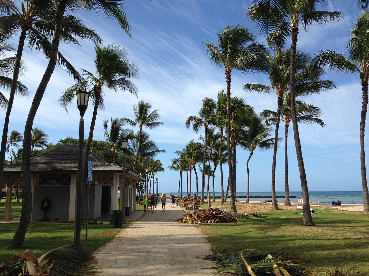 hawaii palm trees vacation free photo