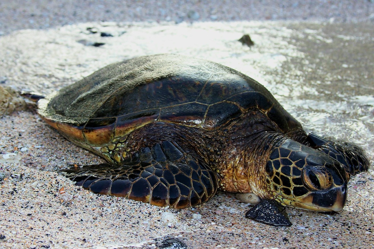 hawaii beach sea turtle free photo