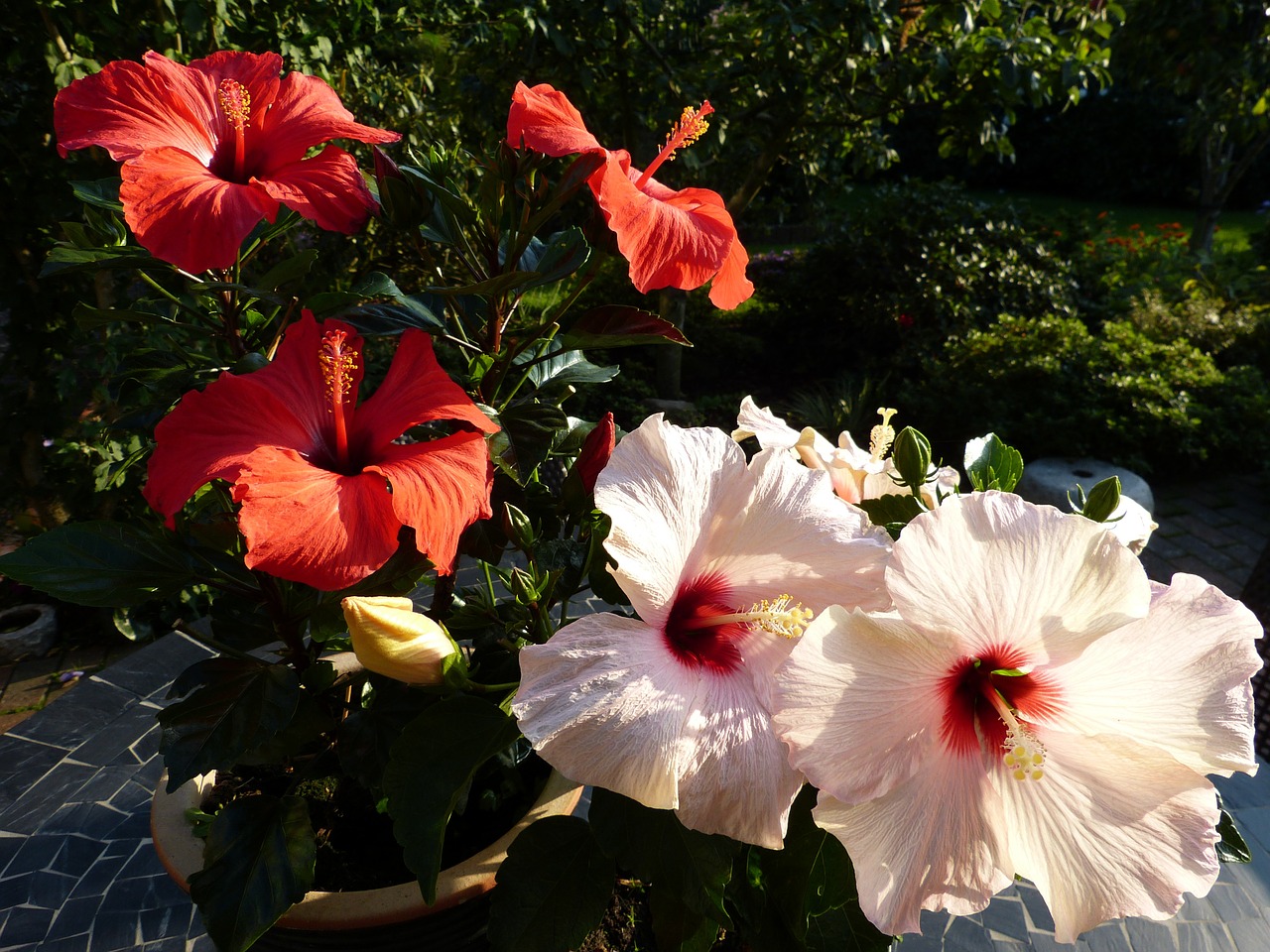 hibiscus garden house free photo