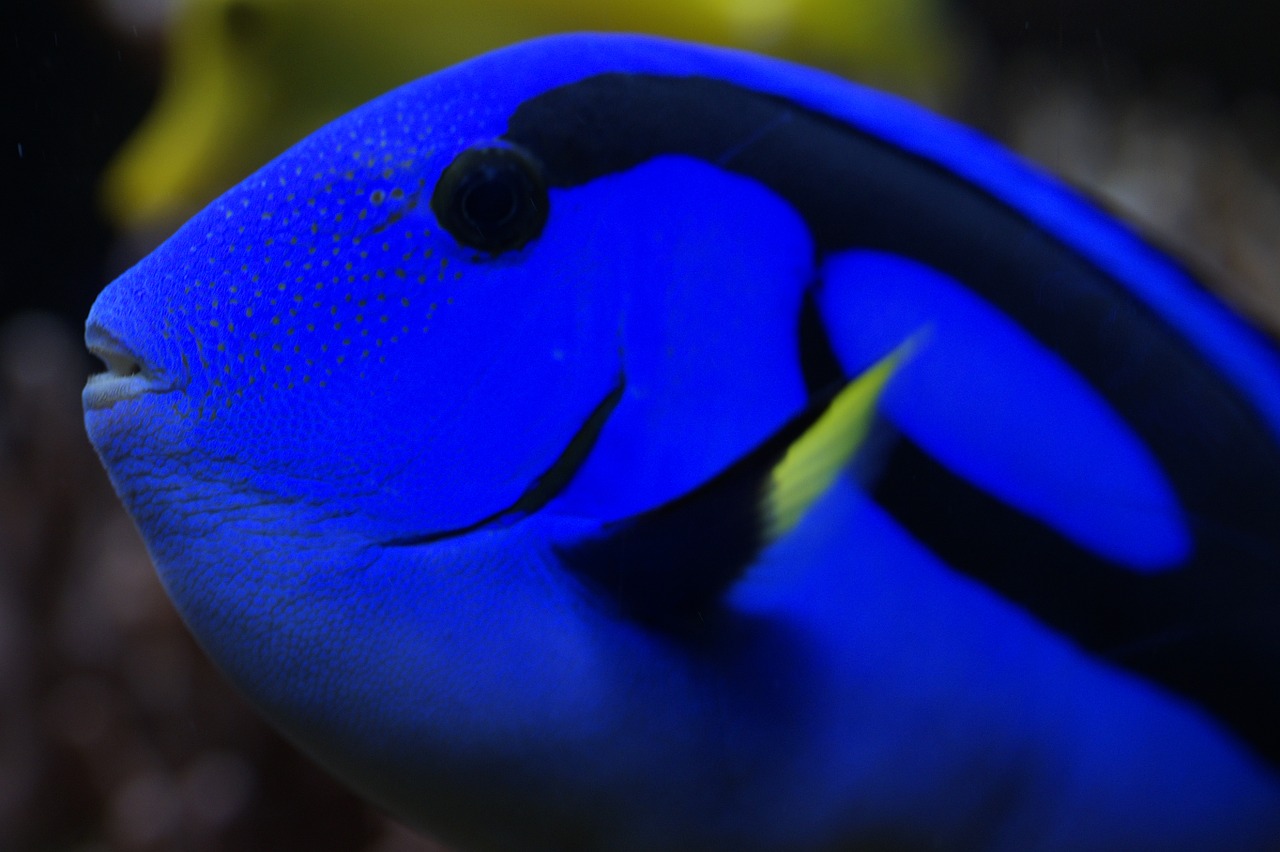 hawaii doctor fish surgeonfish fish free photo