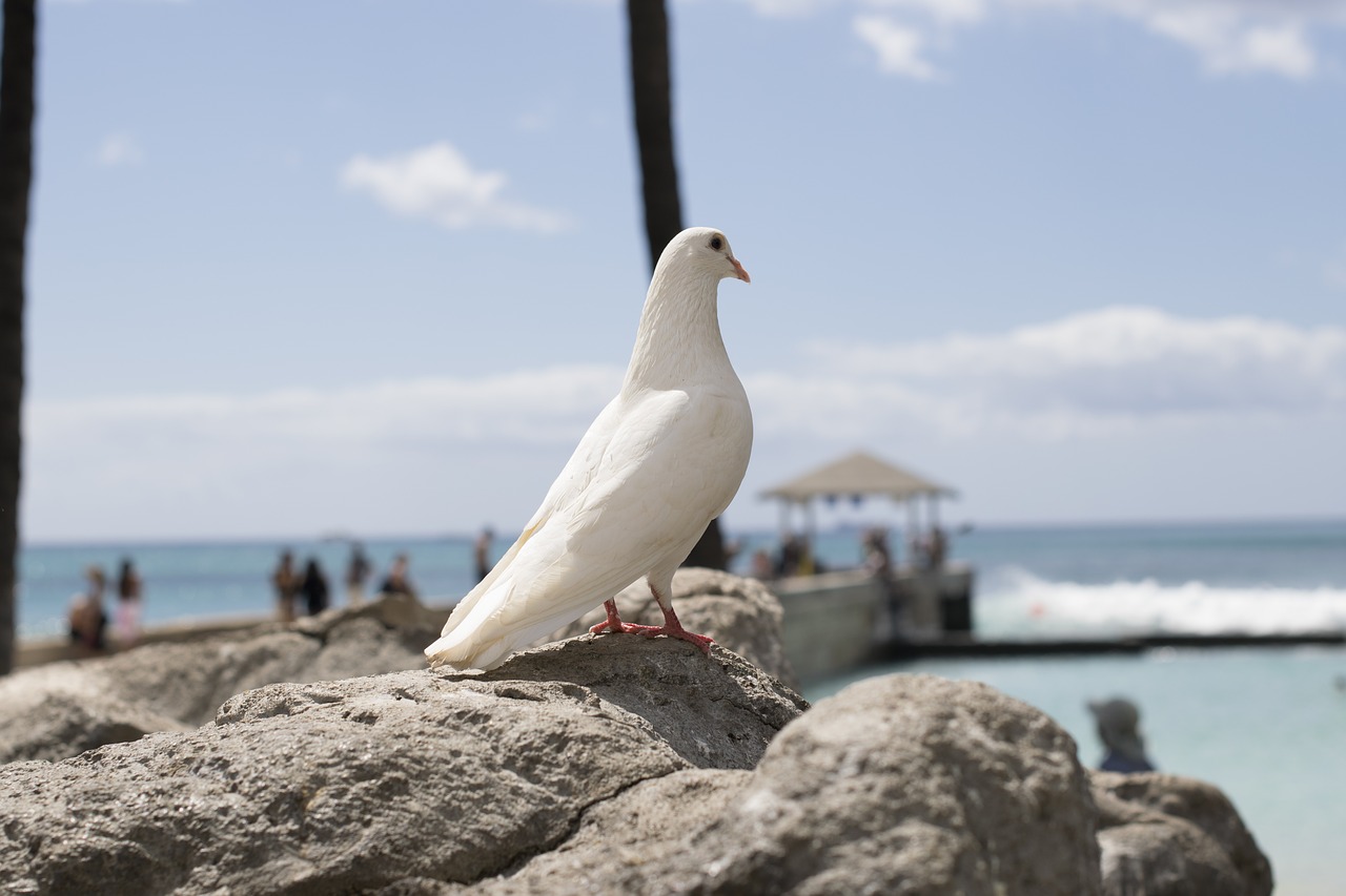 hawaiian rock dove bird free photo