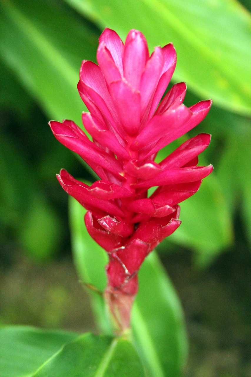 hawaiian  pink  ginger free photo