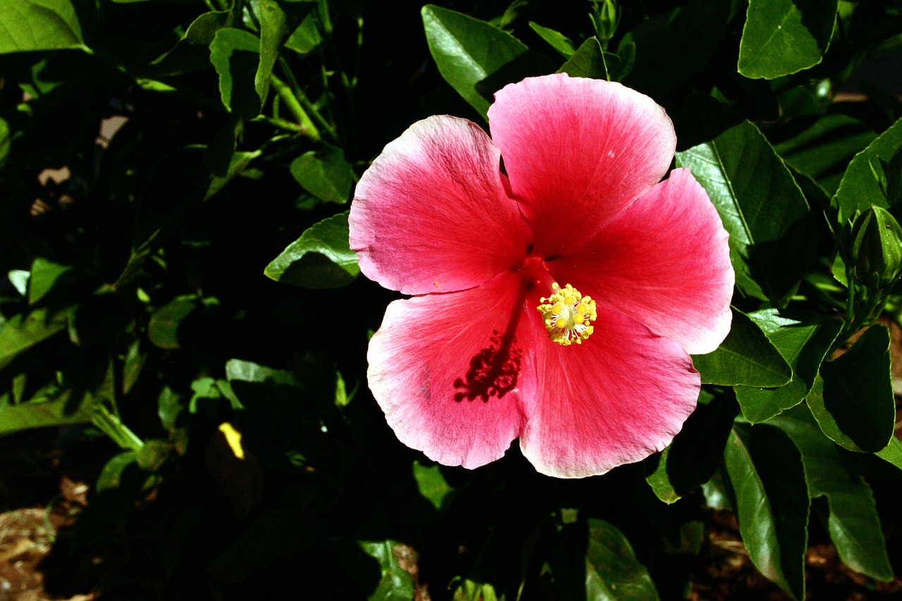 hawaiian hawaii hibiscus free photo