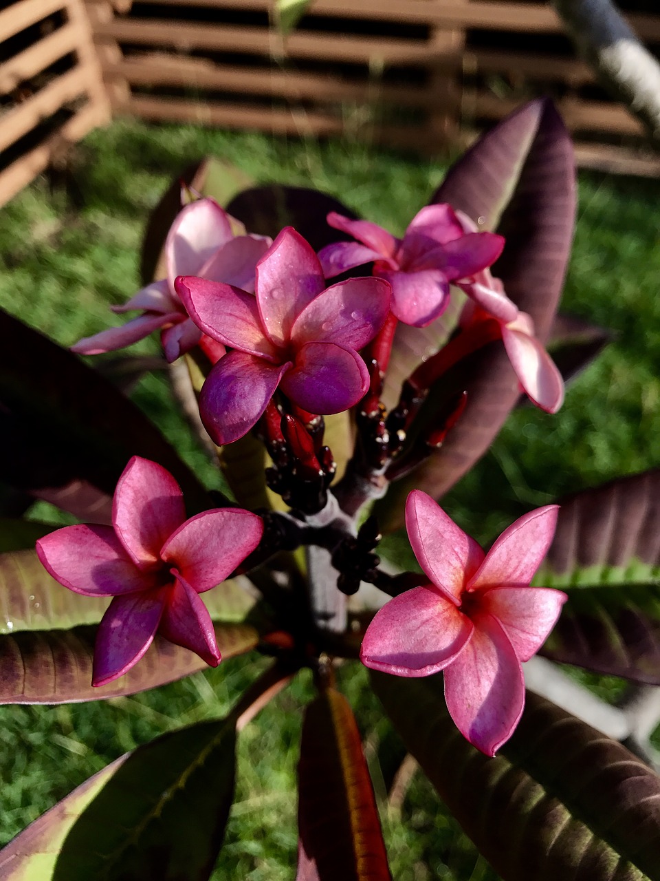 hawaiian flower plumeria island free photo