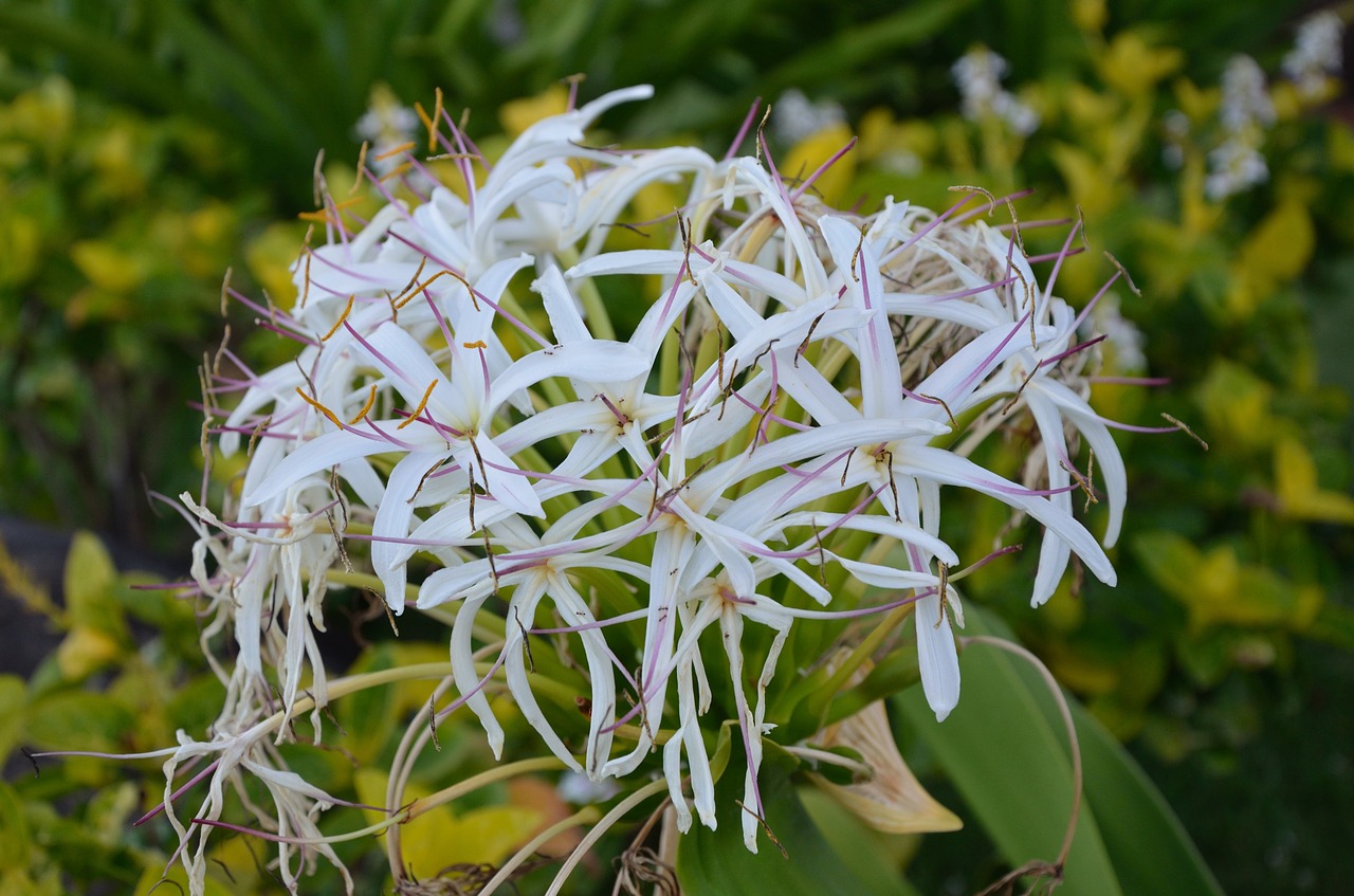 hawaiian flower white  oahu  floral free photo