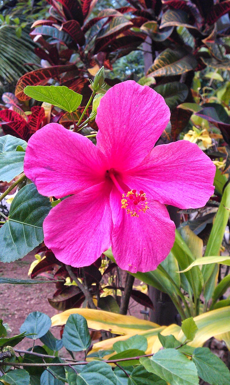 hawaiian hibiscus pink hibiscus single flower