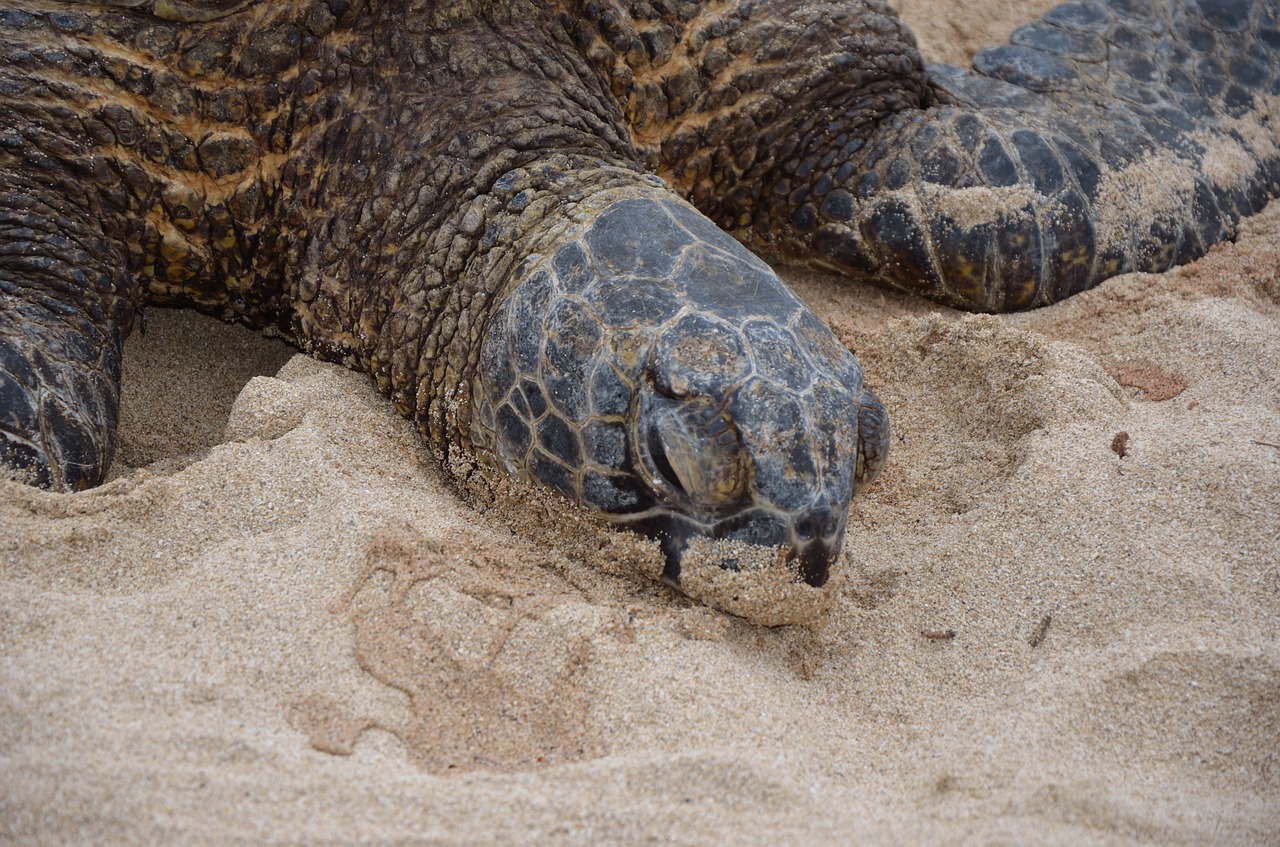 hawaiian turtle  marine  wildlife free photo